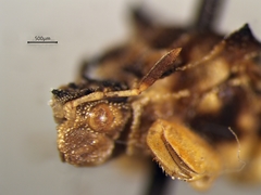 Phymata americana americana