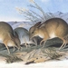 Pig-footed Bandicoot - Photo creator:John Gould, no known copyright restrictions (public domain)