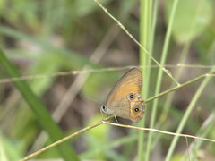 Hypocysta irius