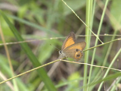 Hypocysta irius