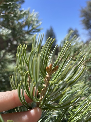 Parry pinyon (Pinus quadrifolia)