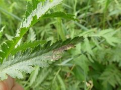 Liriomyza ptarmicae