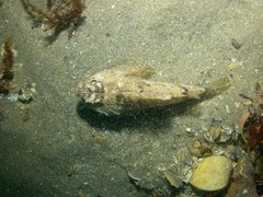 Maxillicosta scabriceps