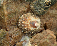 Scutellastra granularis