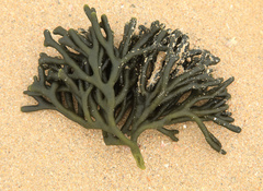 Codium extricatum