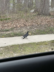 Corvus
