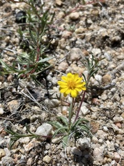 Pentachaeta aurea