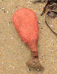 Gynandrocarpa placenta