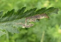 Liriomyza ptarmicae