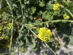 Brassicaceae