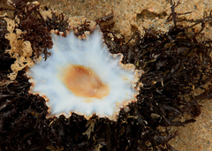 Scutellastra longicosta