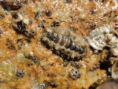 Acanthochitona rubrolineata