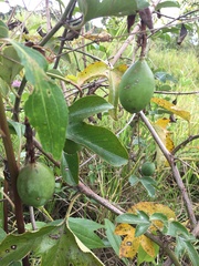 Passiflora manicata