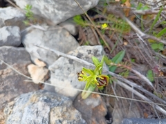 Ophrys sphegodes aesculapii