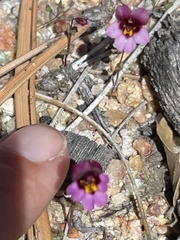 Erythranthe purpurea