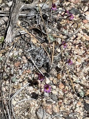 Erythranthe purpurea