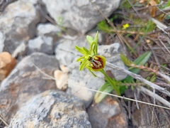 Ophrys sphegodes aesculapii