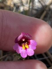 Erythranthe purpurea