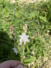 Asphodelus fistulosus