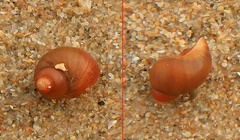 Tricolia