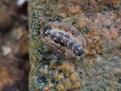 Acanthochitona rubrolineata