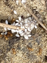 Lasius claviger