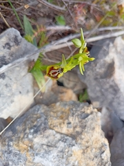 Ophrys sphegodes aesculapii