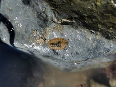 Ischnochiton comptus