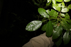 Bouchardatia neurococca