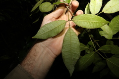 Bouchardatia neurococca
