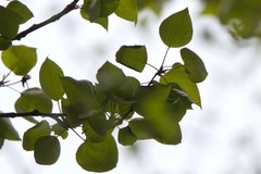 Populus balsamifera balsamifera