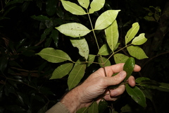 Bouchardatia neurococca