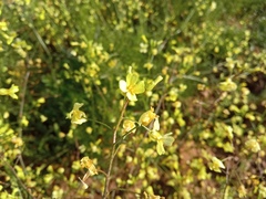 Bunias erucago