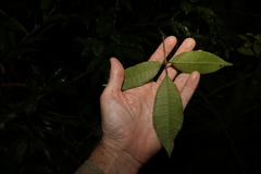 Bouchardatia neurococca