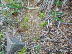 Arenaria leptoclados