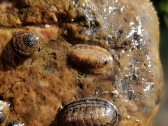 Ischnochiton comptus