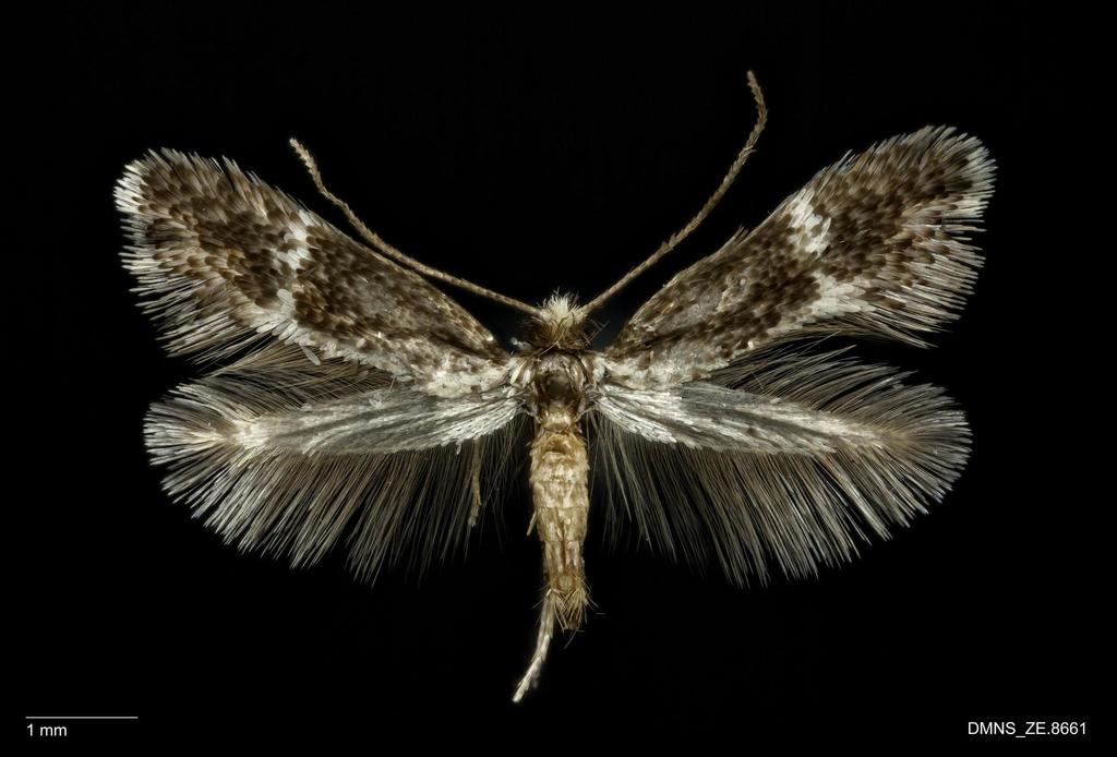 Acanthopteroctetoidea