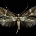 Acanthopteroctetidae - Photo (c) Denver Museum of Nature & Science Zoology, alguns direitos reservados (CC BY-NC-SA)