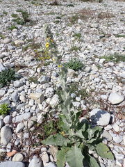 Verbascum boerhavii