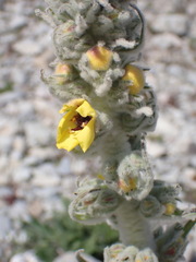 Verbascum boerhavii