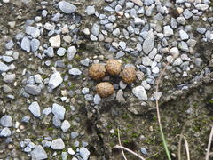 Lepus sinensis formosus