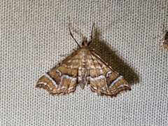 Musotima ochropteralis
