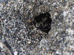 Taiwanemobius formosanus