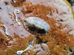 Ischnochiton comptus