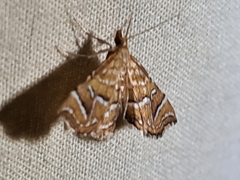 Musotima ochropteralis