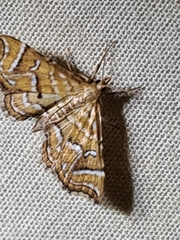 Musotima ochropteralis