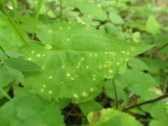 Puccinia cnici-oleracei