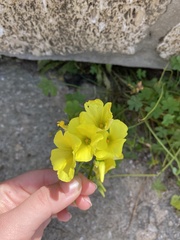 Oxalis pes-caprae