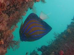 Pomacanthus annularis