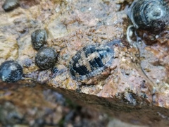 Ischnochiton comptus